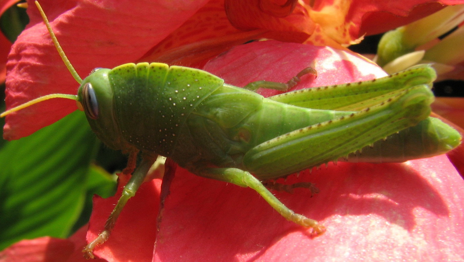 Anacridium aegyptium (ninfa)